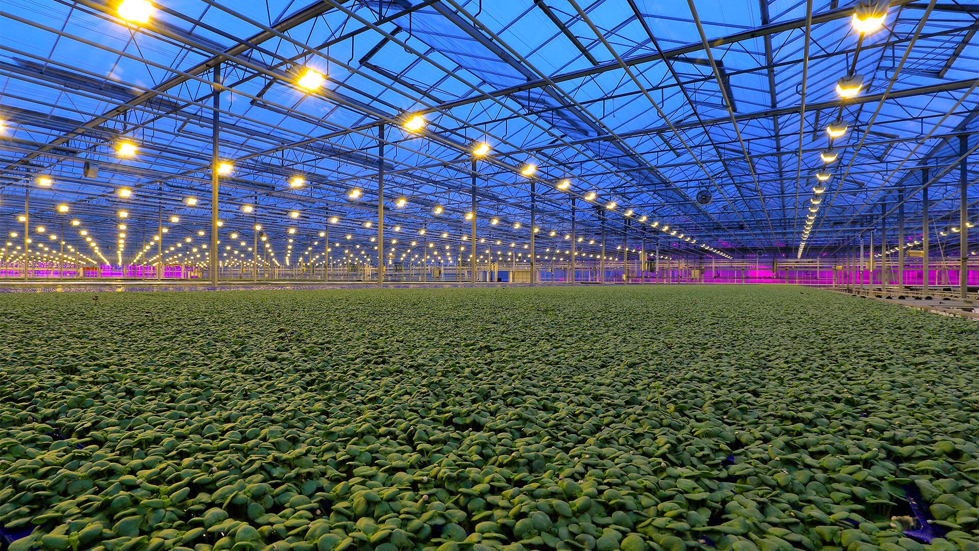 Koppert Cress